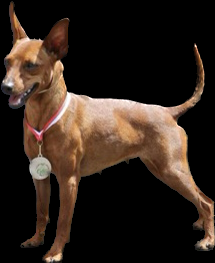 Diamond Egoist Ibis - Idiliya